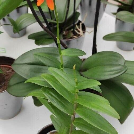 Epidendrum radicans Habitus