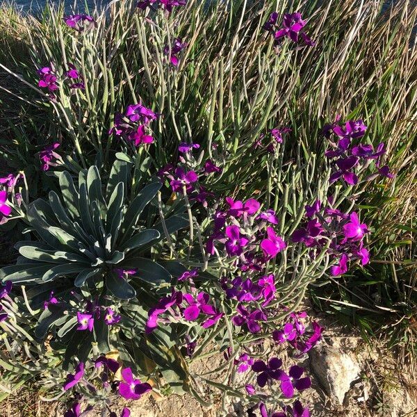 Matthiola incana Квітка