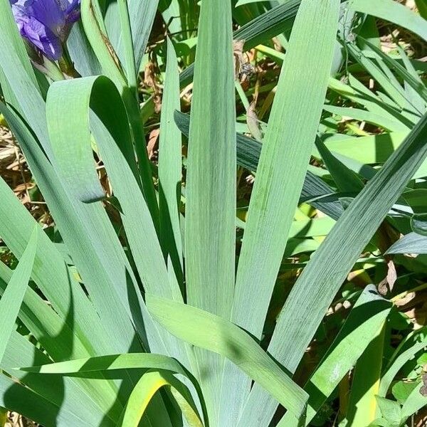 Iris pumila Hostoa