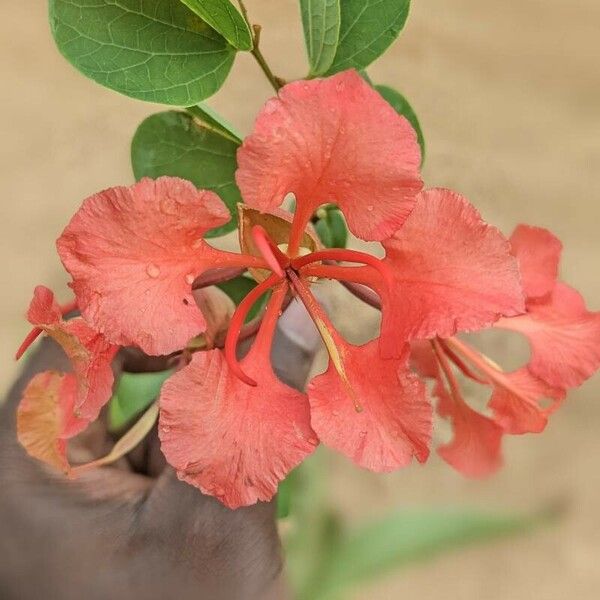 Bauhinia galpinii 花