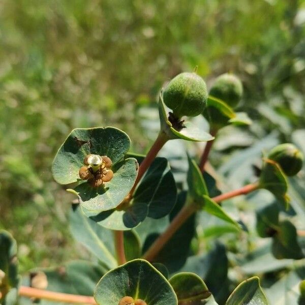 Euphorbia isatidifolia Leaf