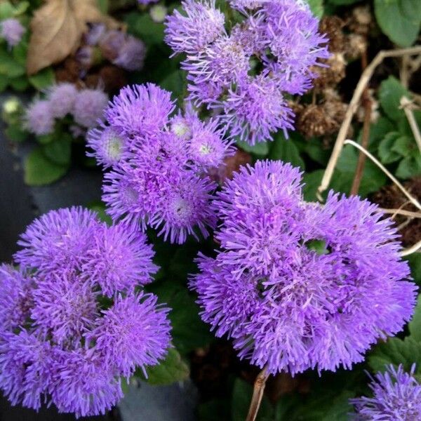 Ageratum houstonianum Floare