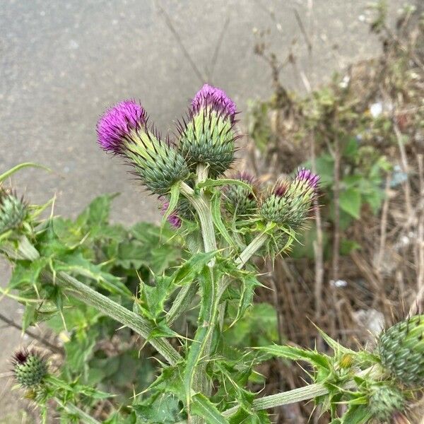 Cirsium mexicanum 花