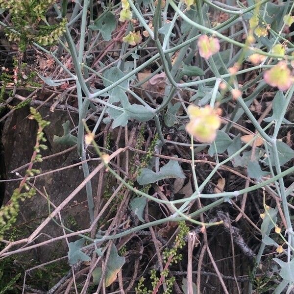 Rumex scutatus Blad