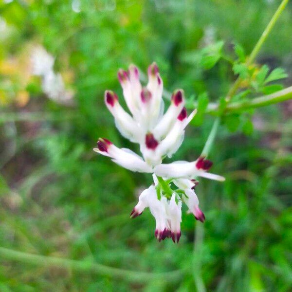 Fumaria capreolata Flower