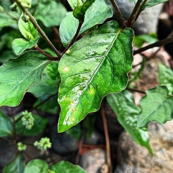 Cyathula prostrata Leaf