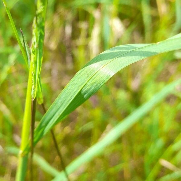 Dactylis glomerata Leaf