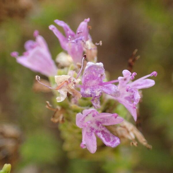 Thymbra capitata Kvet