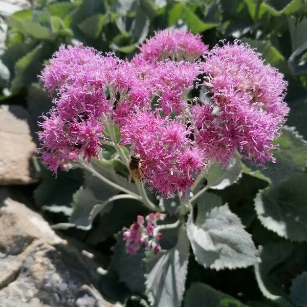 Adenostyles leucophylla Blüte