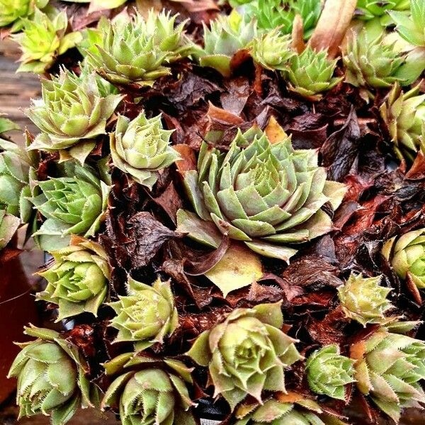 Sempervivum tectorum Fulla