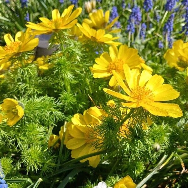 Adonis vernalis Blüte