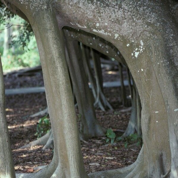 Ficus microcarpa Kôra