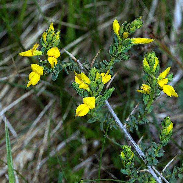 Genista anglica Květ