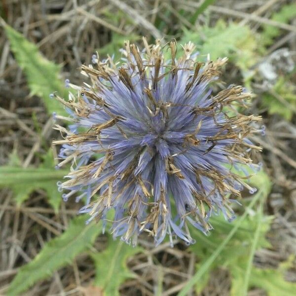 Echinops ritro Цвят