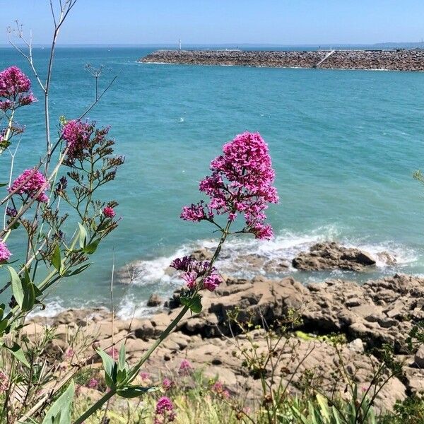 Centranthus ruber Flower