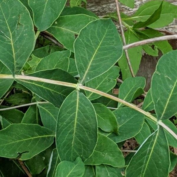 Lonicera dioica Leaf