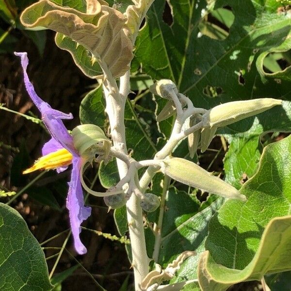 Solanum lycocarpum Цвят