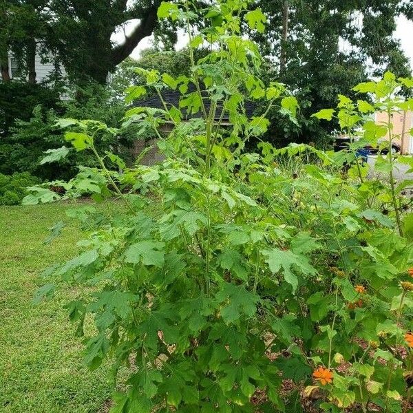 Tithonia rotundifolia 整株植物