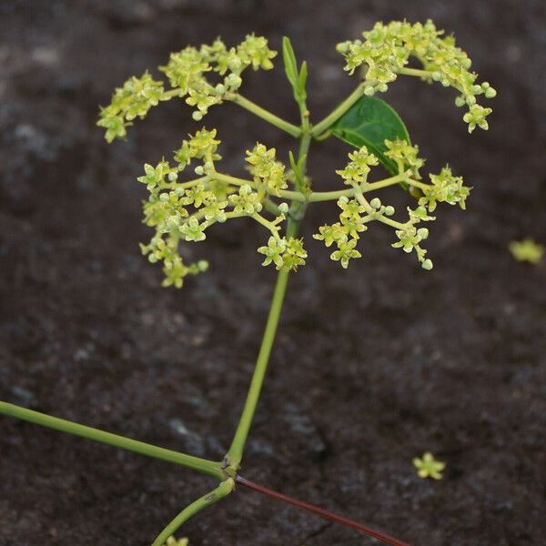 Hippocratea volubilis 花