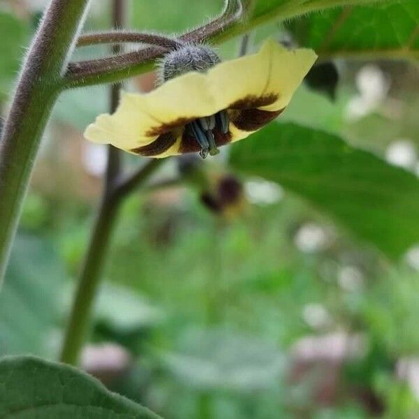 Physalis philadelphica Flower