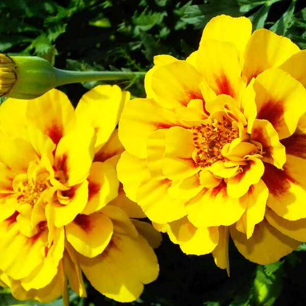 Tagetes erecta 花