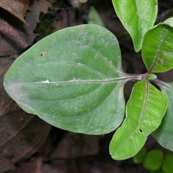 Palicourea tetragona Leaf