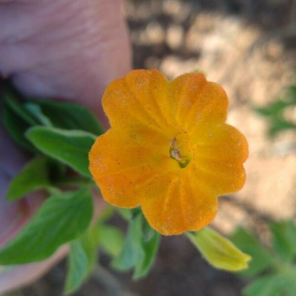 Streptosolen jamesonii Λουλούδι