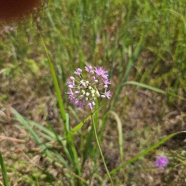 Allium cernuum Flor