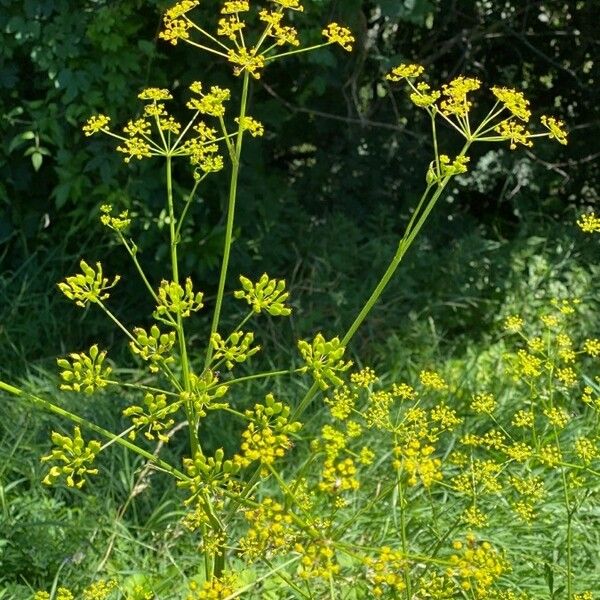 Pastinaca sativa फूल