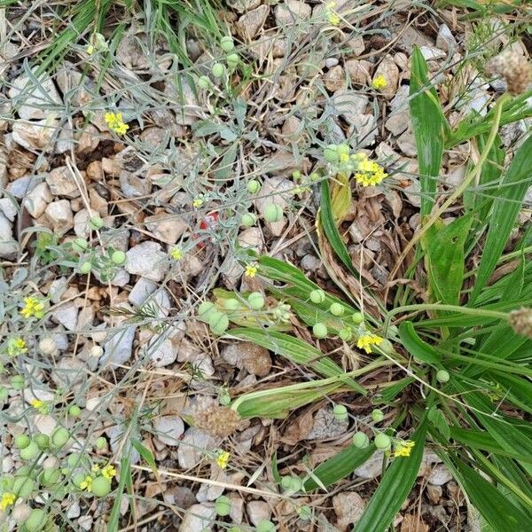 Camelina sativa Õis