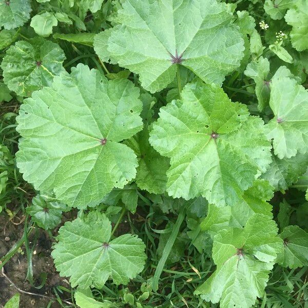 Malva verticillata Folla