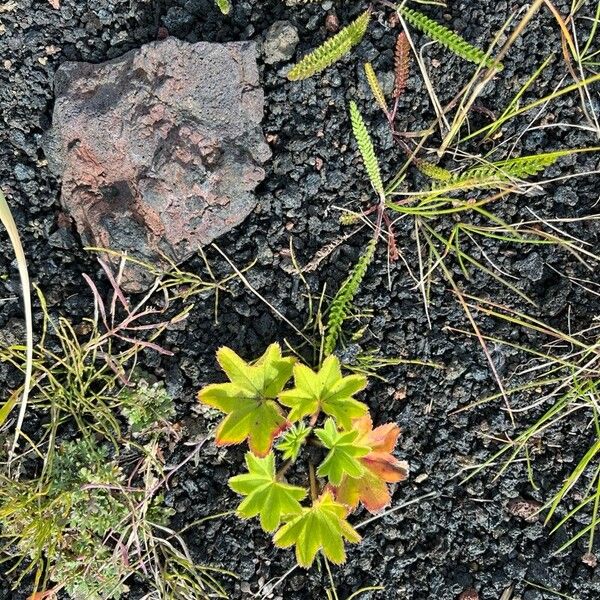 Alchemilla monticola Fulla