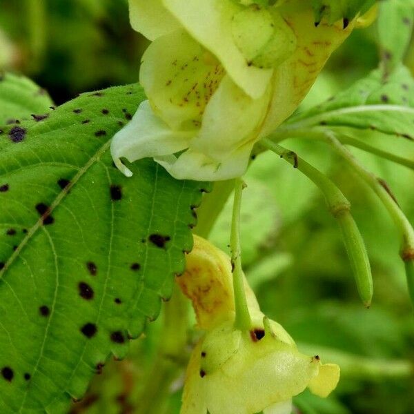 Impatiens noli-tangere Flor