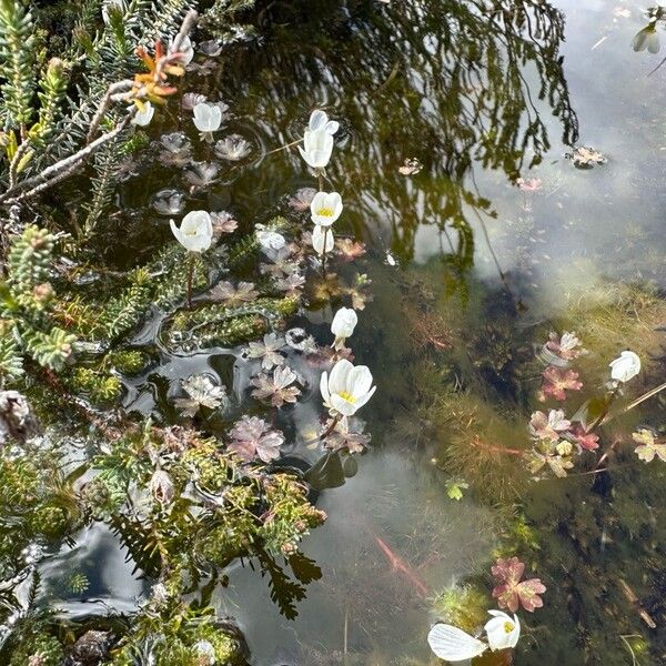 Ranunculus ololeucos Květ