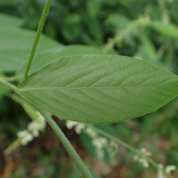 Desmodium tortuosum Yaprak