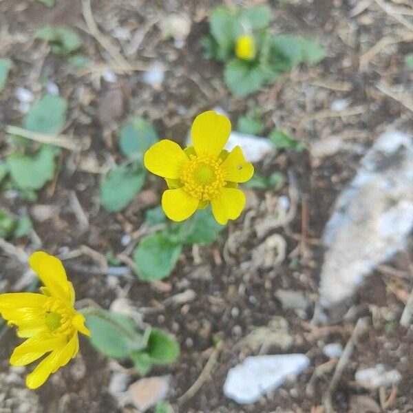 Ranunculus bullatus Blüte