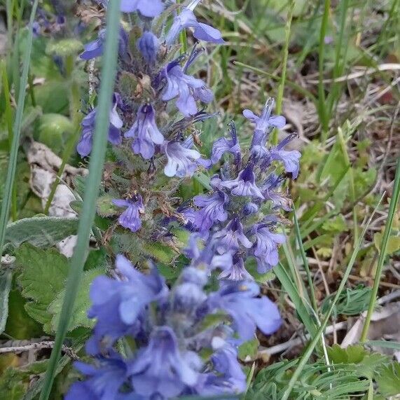 Ajuga genevensis Цвят