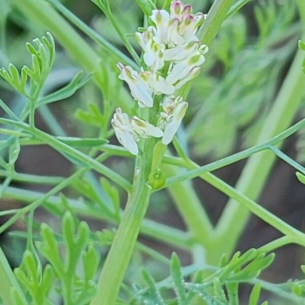 Fumaria parviflora Õis