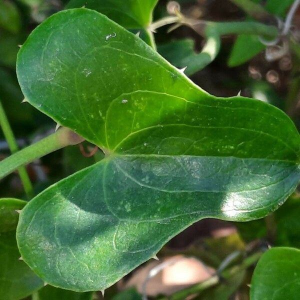 Smilax aspera 葉