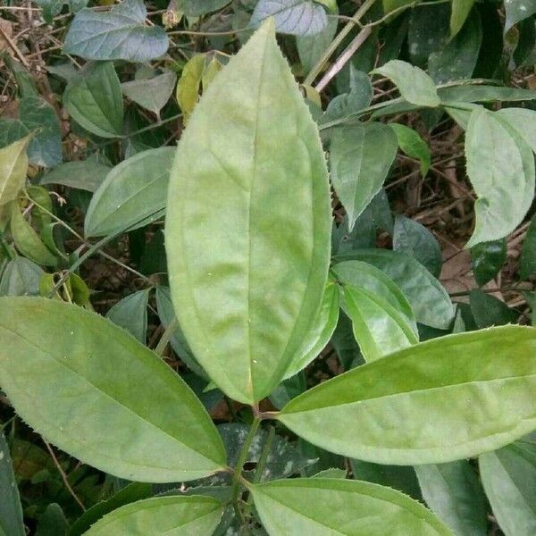 Myxopyrum smilacifolium Levél