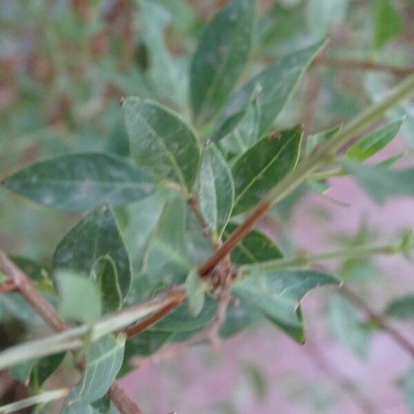 Lawsonia inermis Leaf