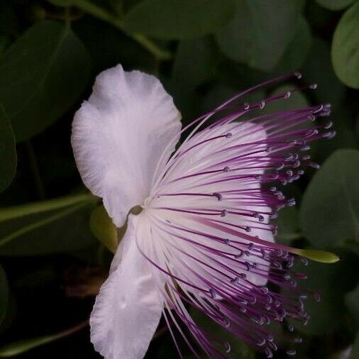 Capparis spinosa Λουλούδι