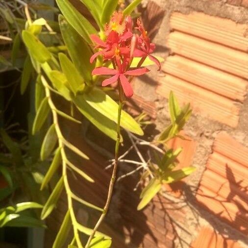 Epidendrum ibaguense Fleur