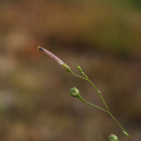 Schwenckia americana Flower