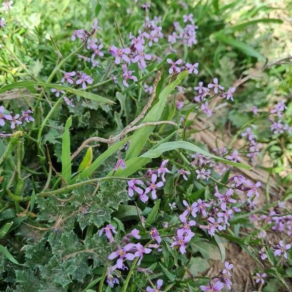 Chorispora tenella Квітка