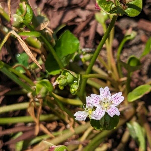 Claytonia sibirica ফুল