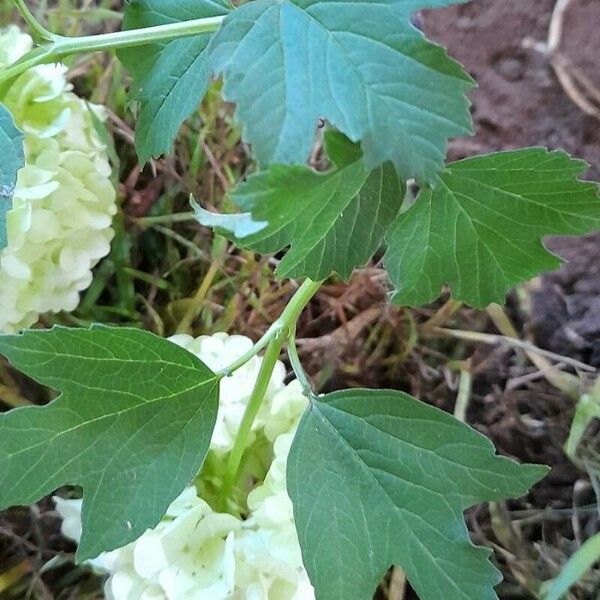 Viburnum opulus পাতা