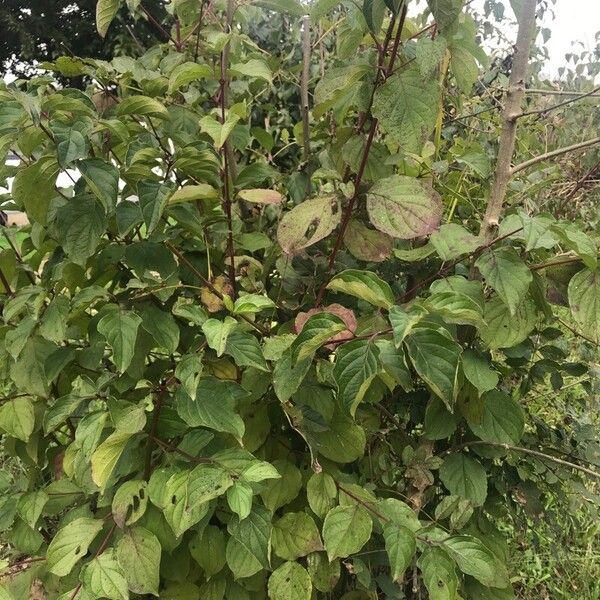 Cornus sanguinea পাতা