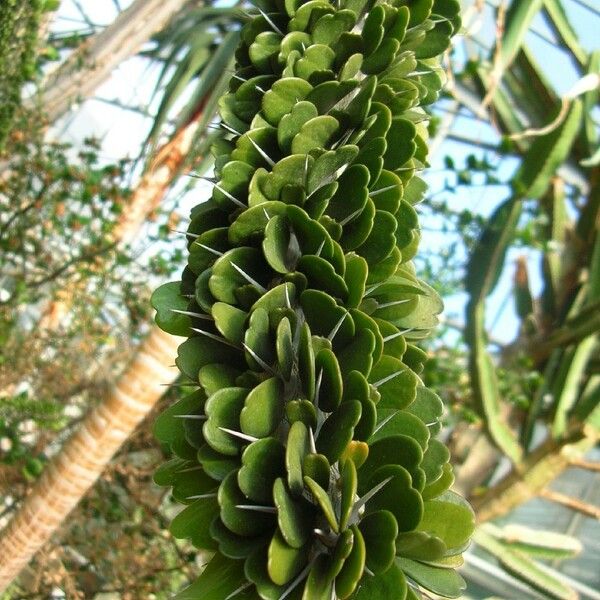 Alluaudia ascendens