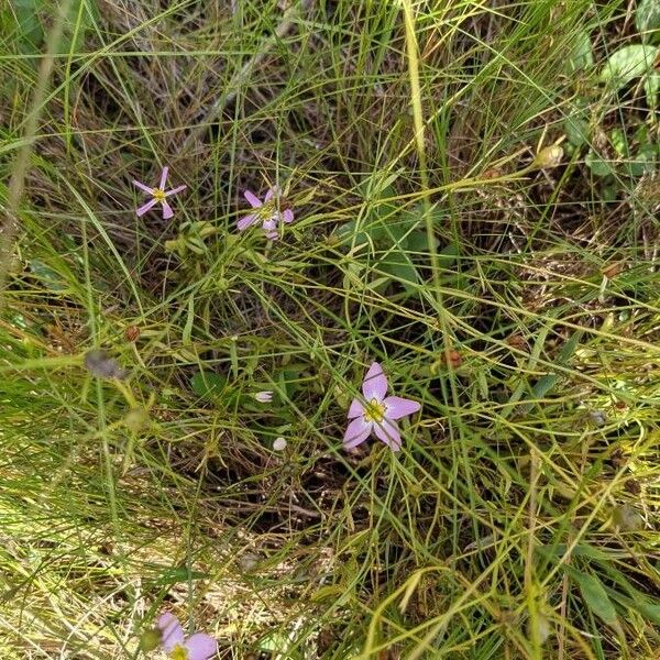 Sabatia stellaris (Rose of plymouth)
